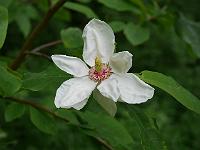 magnolia_charles_coates