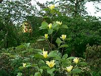 magnolia_daphne