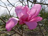 magnolia_dawsoniana