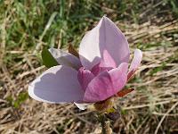 magnolia_deep_purple_dream