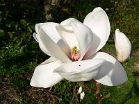magnolia-denudata