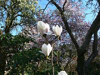 magnolia_denudata