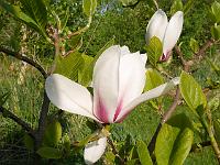 magnolia_eternal_flames