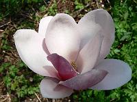 magnolia_fragrant_cloud_syn._dan_xin