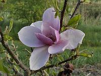 magnolia_frank's_masterpiece