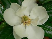 magnolia_freeman