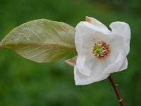 magnolia_globosa