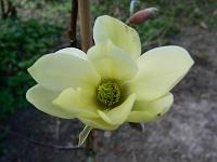 magnolia_goldstar