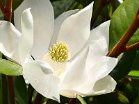 magnolia_grandiflora