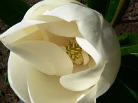 magnolia_grandiflora_'saint_george'