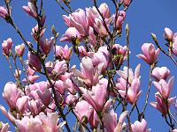 magnolia_heaven_scent