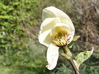 magnolia_honey_tulip