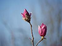 magnolia_ian's_red