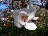 magnolia_iolanthe