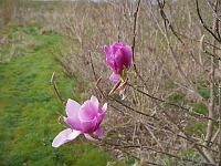 magnolia_j's_surprise