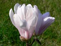 magnolia_jingning