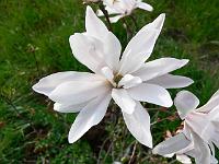 magnolia-jing-ning