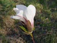 magnolia_kobus_rogow