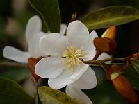 magnolia_laevifolia_michelle