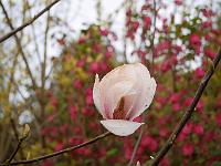 magnolia_legacy