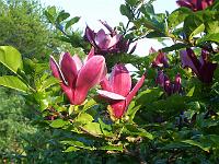 magnolia-nigra