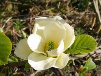 magnolia_lois