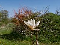 magnolia_lotus