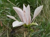 magnolia_lucious