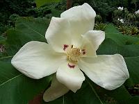 magnolia-macrophylla