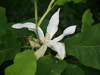 magnolia_macrophylla_x_ashei