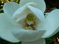 magnolia_maryland