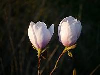 magnolia_milky_way