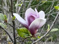 magnolia_nakamura_6w