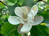magnolia-obovata