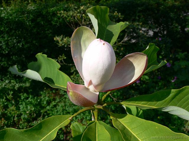 31-05-2007_18-34-34_04