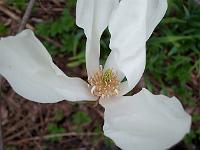 magnolia-pegasus