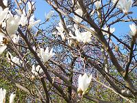 magnolia_pegasus