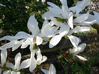 magnoliapegasus