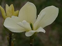 magnolia_petit_chicon