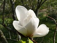 magnolia_phelan_bright