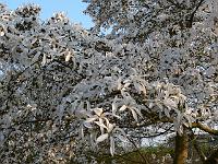 magnolia-proctoriana
