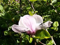 magnolia_roseanne