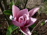 magnolia_serene