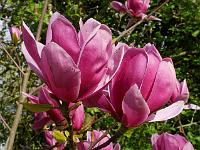 magnolia_shirazz