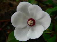 magnolia_sieboldii_colossus