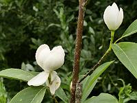 magnolia_sieboldii_x_virginiana