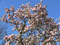 magnolia-soulangeana-san-jose