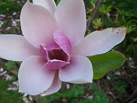 magnolia-sprengeri-hybrid