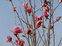magnolia_sprengeri_westonbirt