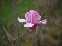 magnolia-sprengeri-westonbirt